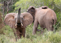 Tsavo West — Elephant Tusks and Trunk
