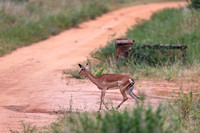 Lady Impala in Tsavo West's Rhino Valley