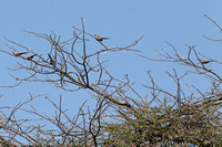 Perched Namaqua Doves