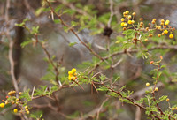 Tsavo West Entrance Acacia Blooms