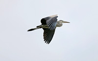 Ardea cinerea Flying Over the Wetland Park