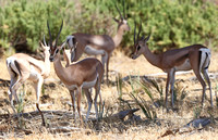 Grant's Gazelle Herd