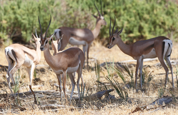Grant's Gazelle Herd