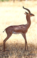 Male Gerenuk in Profile