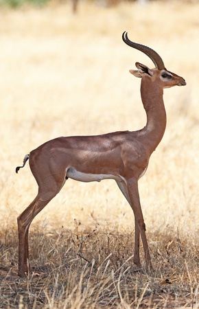 Male Gerenuk in Profile