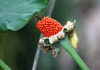 Alocasia calidora seeds