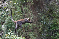 Naro Moru — Flying Monkey