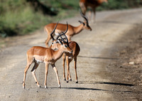Nakuru — Impala Bachelor Herd