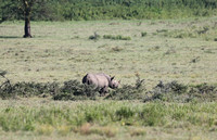 Nakuru — Notched Ear Rhino