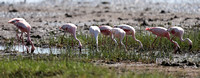 Nakuru — Pelicans and Flamingoes