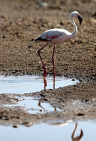 Nakuru — Flamingoes