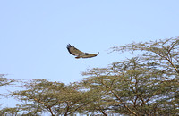 Nakuru — Buzzard Overhead
