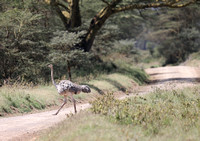 Nakuru — Ostrich On Track