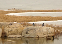 Winter Birds at Beijing Olympic Forest Park
