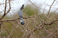 Tsavo West — Birds Near the Entrance Gate