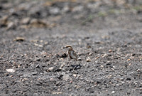 Amboseli — Eremopterix leucopareia on a Gravel Background