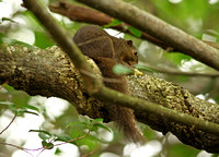 Singapore - Callosciurus notatus "Plantain Squirrel"