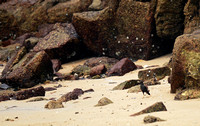 香港 - Acridotheres cristatellus on the Sand