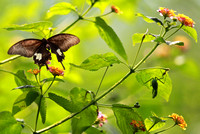 香港 - Papilio helenus and Mantodea sp.