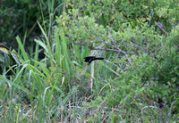 Tsavo West — Bubalornis albirostris