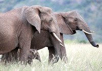 Tsavo West — Elephant Family