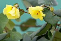 香港 - Chrysomya rufifacies on Hibiscus tiliaceus on Peng Chau Island