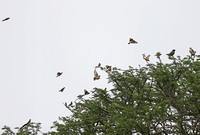 Tsavo West — Flocking Birds in Rhino Valley