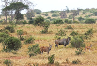 Tsavo West — Taurotragus oryx