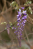 Wisteria sinensis - 紫藤