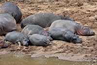 Hippopotamus amphibius (河马) by the Mara River
