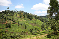 Karatina — Tea Cultivation