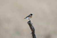 Saxicola torquatus