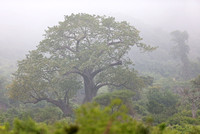 Tsavo West — Rhino Valley Baobabs