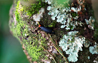 香港 - Epicauta hirticornis (Blister Beetle Meloidae sp.)