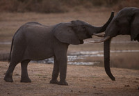 Pachyderm Affection