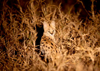 Leptailurus serval