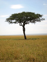 Kenya - Tom's Classic Savannah Tree
