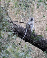 Chlorocebus pygerythrus