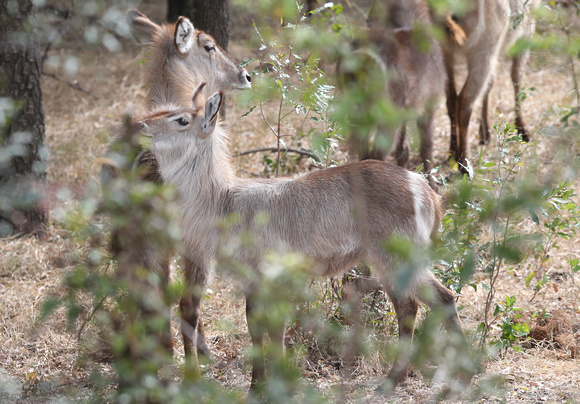 Kobus ellipsiprymnus with Mother