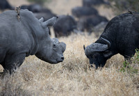 Big 5 Face-off