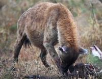 Downward Feeding Position