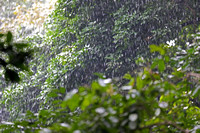 Singapore - Tropical Rainstorm!