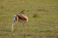 Kenya - Eudorcas thomsonii "Swala"