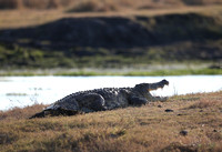 Crocodylus niloticus on Display