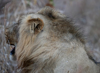 Mane Expanse