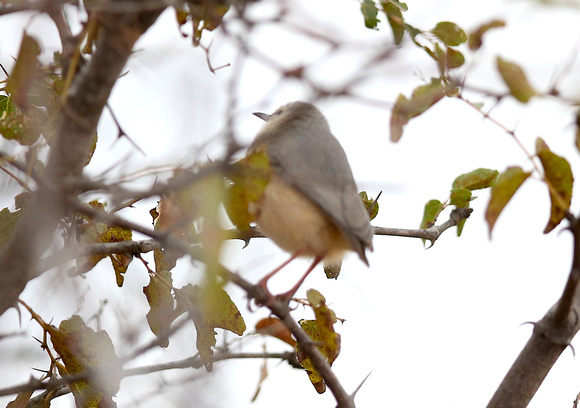 Long-billed Crombec