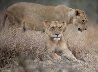 Dried Grass and Predators