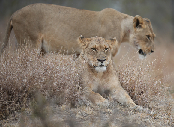 Dried Grass and Predators