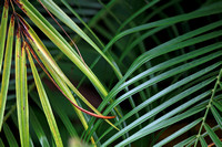 香港 - Interlaced Palm Fronds