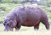 Amboseli — Hippopotamus amphibius
